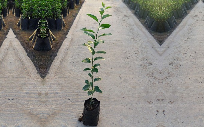 PEPINIERE MABROUKA Tunisie | Citrus Volkameriana