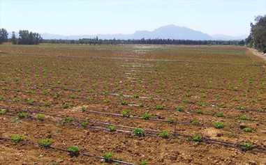 PEPINIERE MABROUKA Tunisie | Camarosa