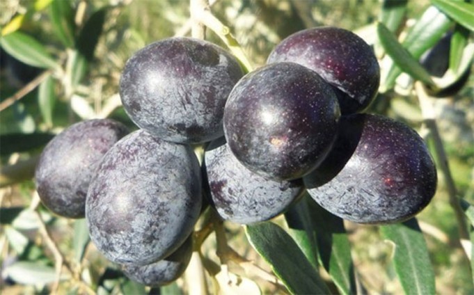 PEPINIERE MABROUKA Tunisie | Chemchali Gafsa