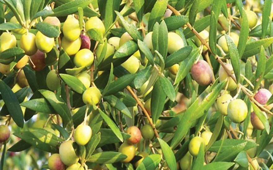 PEPINIERE MABROUKA Tunisie | Arbosana