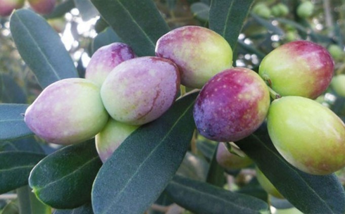 PEPINIERE MABROUKA Tunisie | Chemlali tataouine