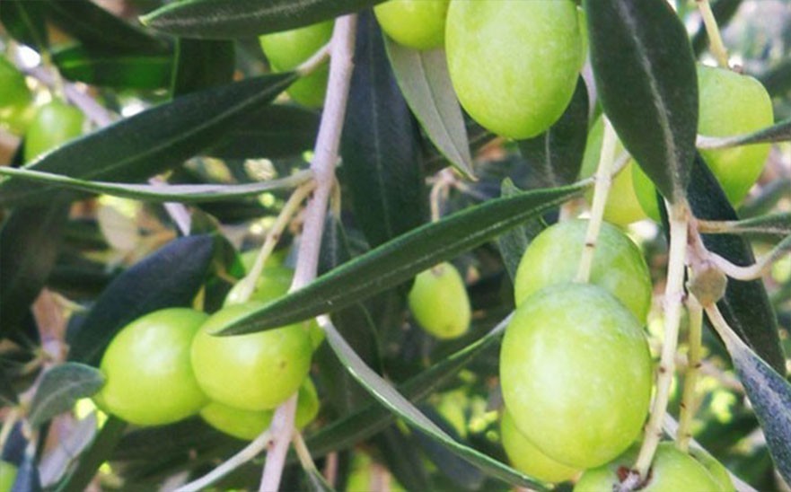 PEPINIERE MABROUKA Tunisie | Chétoui