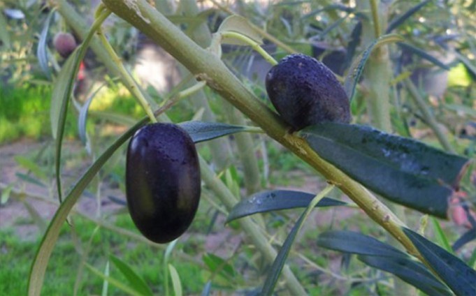 PEPINIERE MABROUKA Tunisie | Neb Jmel