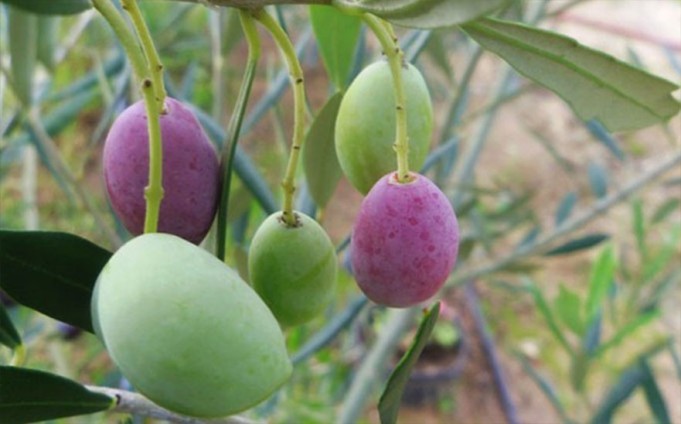 PEPINIERE MABROUKA Tunisie | Rkhami