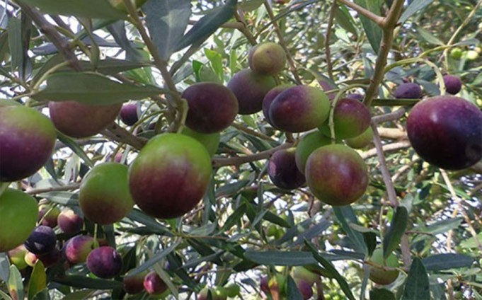 PEPINIERE MABROUKA Tunisie | Frenjivento (Brise Vent)