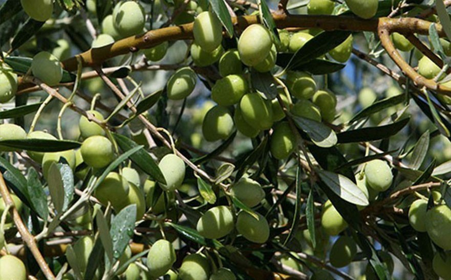 PEPINIERE MABROUKA Tunisie | Picholine