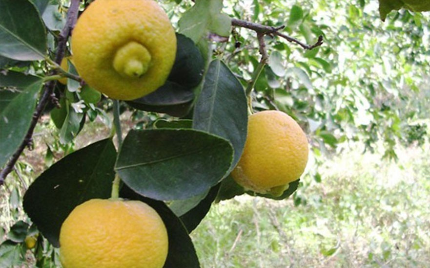 PEPINIERE MABROUKA Tunisie | Lime douce