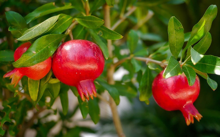 PEPINIERE MABROUKA Tunisie | Grenadine Gabsi