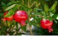 PEPINIERE MABROUKA Tunisie | Grenadine Gabsi