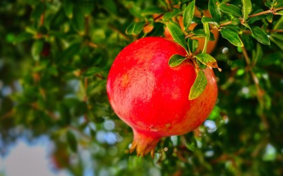 PEPINIERE MABROUKA Tunisie | Grenadine Gabsi