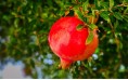 PEPINIERE MABROUKA Tunisie | Grenadine Gabsi