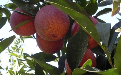 PEPINIERE MABROUKA Tunisie | Sanguinelli